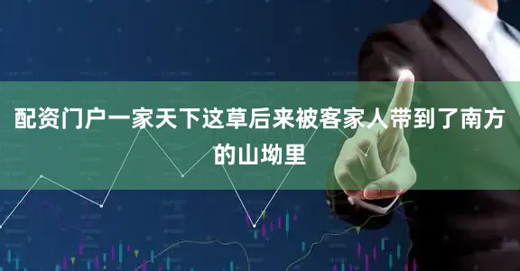 配资门户一家天下这草后来被客家人带到了南方的山坳里